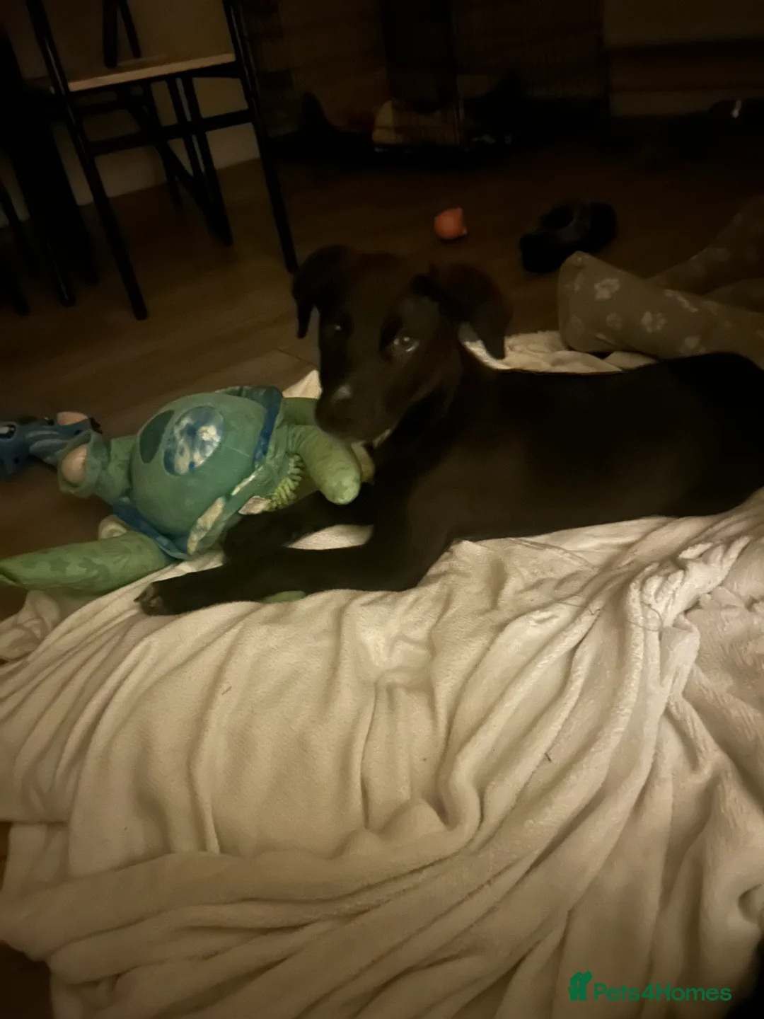 Mixed Breed dogs for sale: Maverick (Mav) - Advert 4