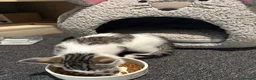 Mixed Breed cats for sale: Baby kitten  in Coventry - Advert 3