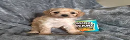 Cavapoo dogs for sale: Stunningly gorgeous Cavapoo puppies for sale  - Advert 5