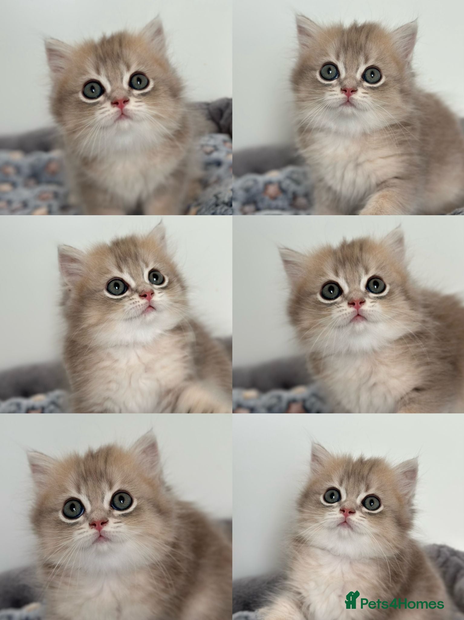 British Longhair cats Gorgeous Show-Quality Blue Golden British Longhair - Advert 1