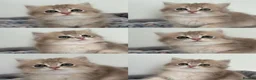 British Longhair cats for sale: Gorgeous Show-Quality Blue Golden British Longhair - Advert 1