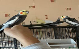 Cockatiels birds for sale: 3 Male hand reared Cockatiels  - Image 2