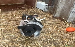 Jack Russell dogs for sale: Jack Russell puppies - Image 15