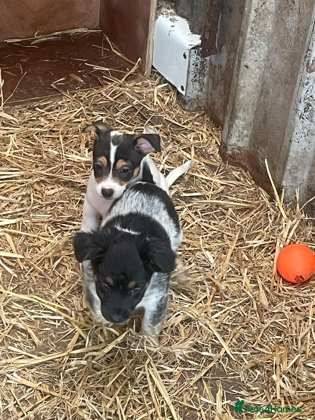 Jack Russell dogs for sale: Jack Russell puppies - Image 15