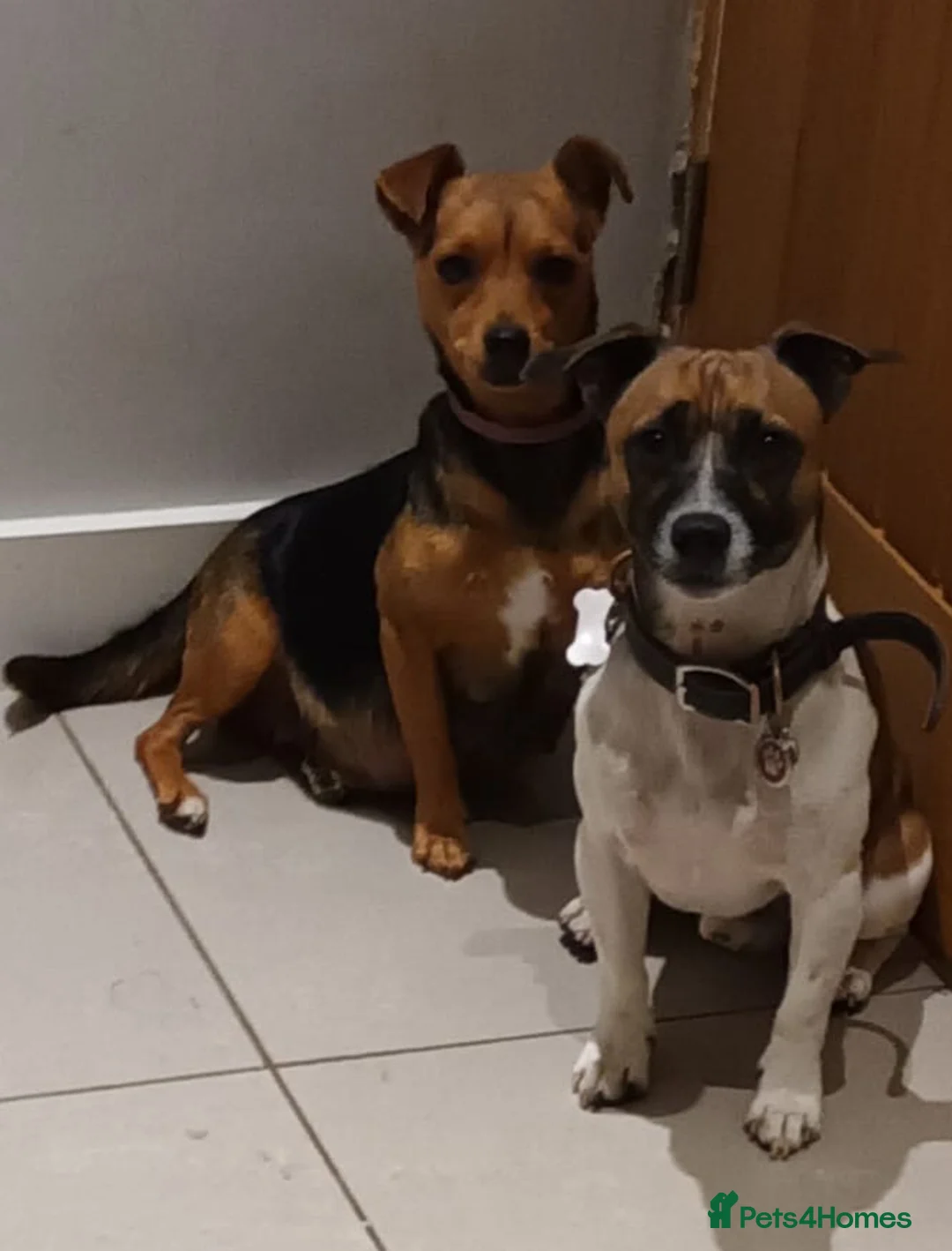 Patterjack dogs for sale: 3/4 Jack x patterdale  in Sheerness - Advert 2