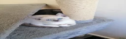 Russian Blue cats for sale: beautiful kittens😻😍 - Advert 4