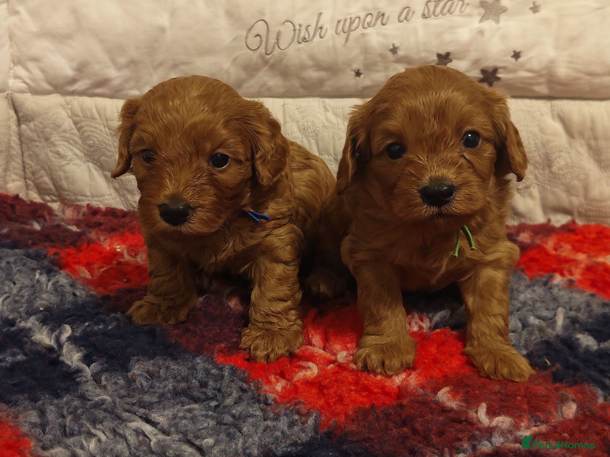Cavapoo dogs Gorgeous Cavapoo Boy & Girl Available  - Advert 1