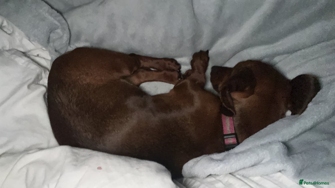 Dachshund dogs for sale: Female Dachshund   - Advert 1