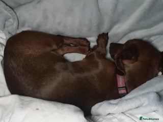 Dachshund dogs Female Dachshund - Advert 1