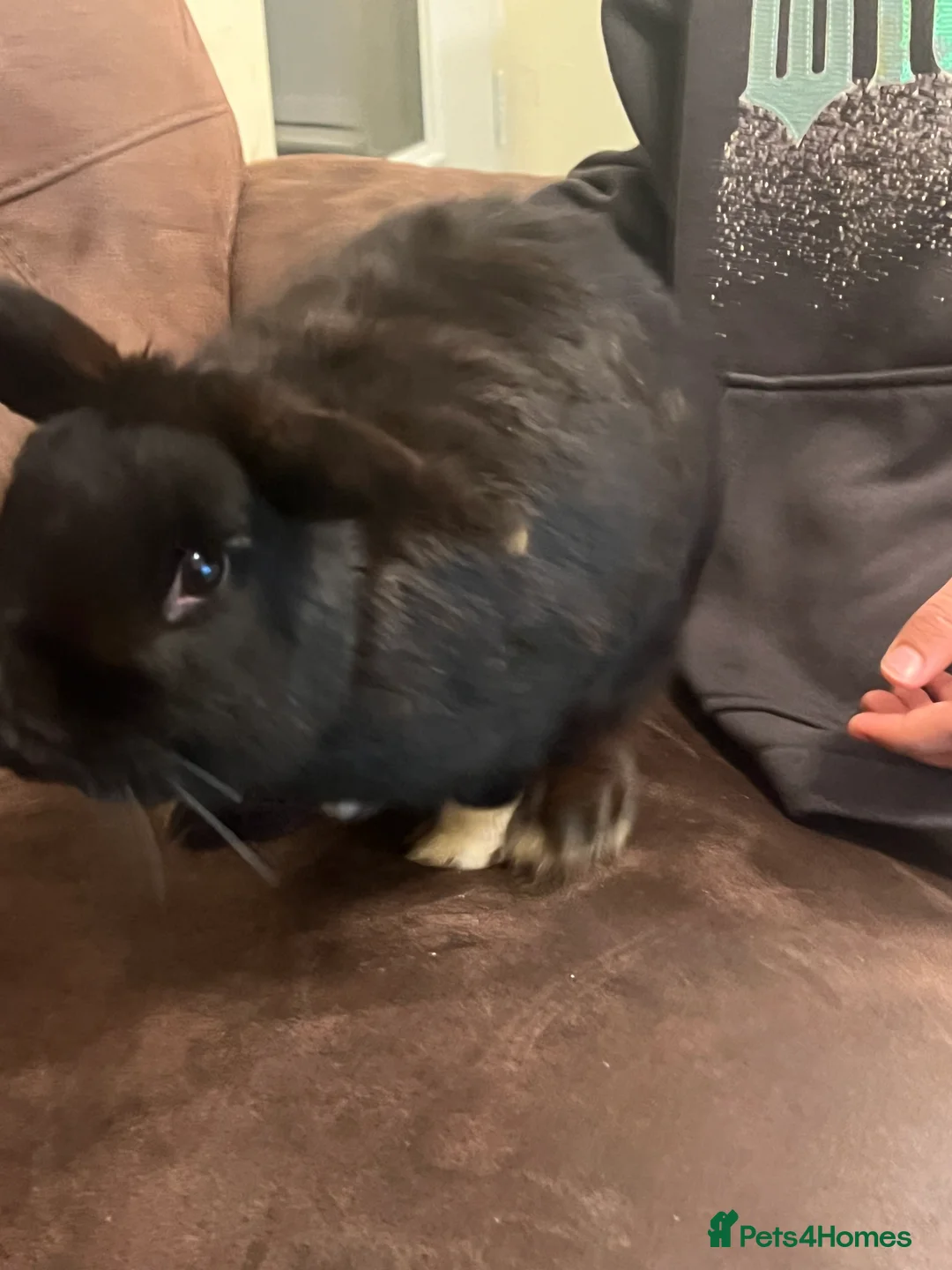 Netherland Dwarf rabbits for sale: House raised - Advert 15