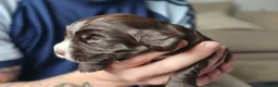 Cocker Spaniel dogs for sale: Cocker spaniel puppies - Advert 4