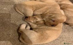 Labrador Retriever dogs for sale: Beautiful Labrador puppies for forever homes  - Image 4