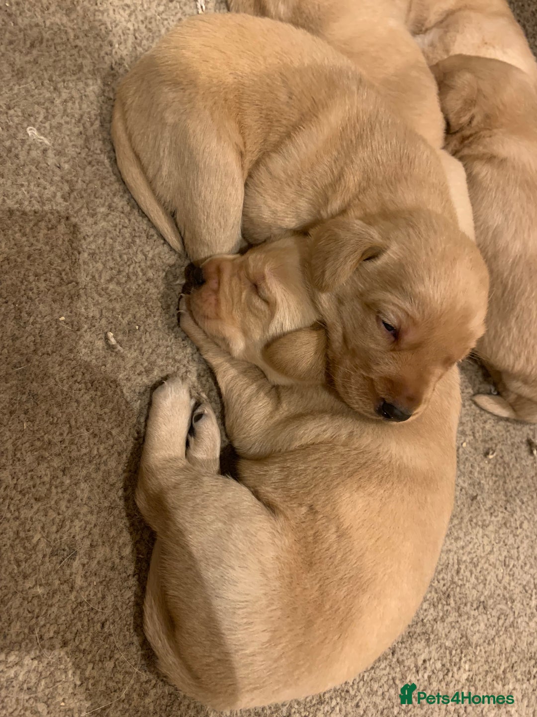 Labrador Retriever dogs for sale: Beautiful Labrador puppies for forever homes  - Image 4