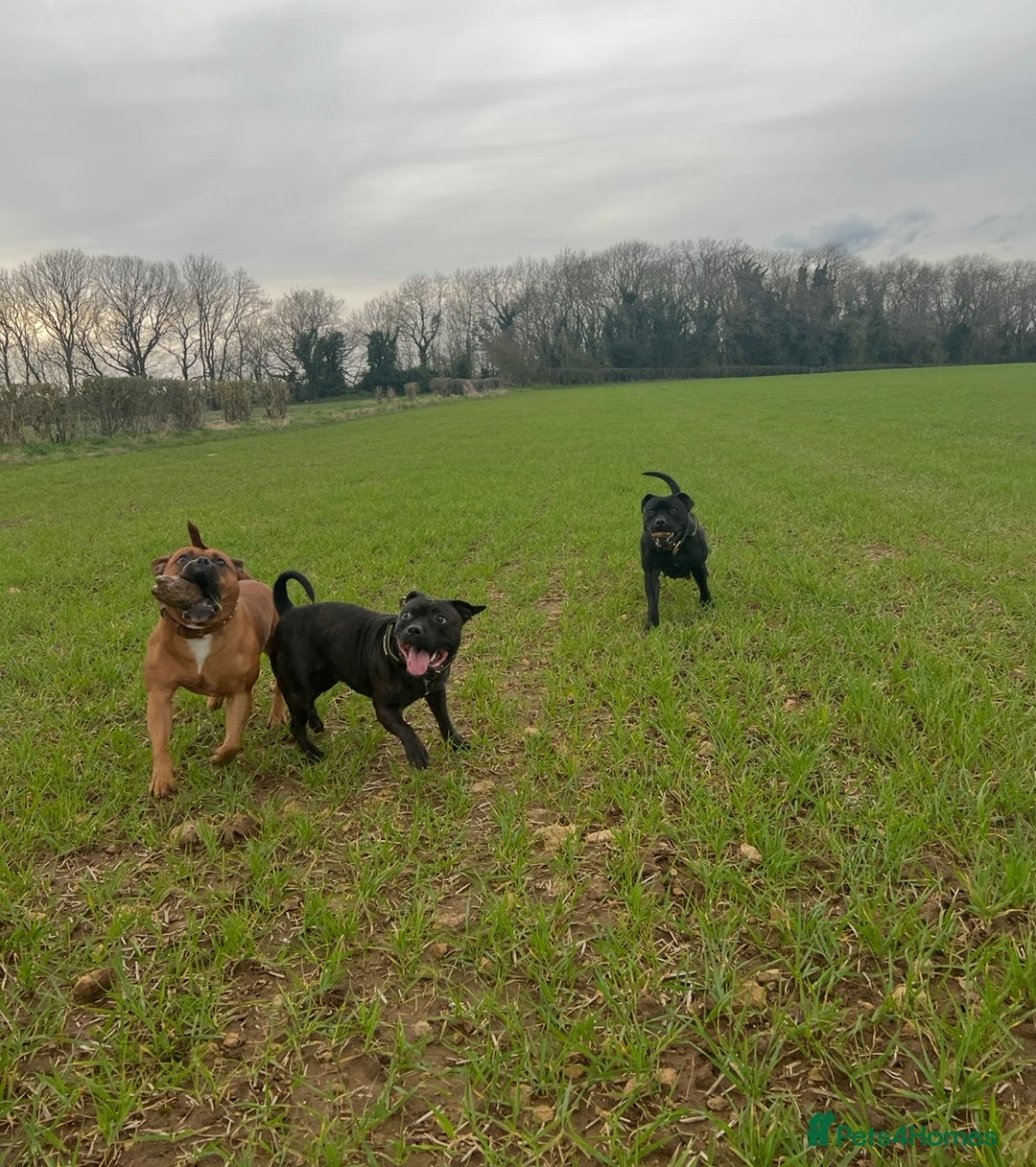 Staffordshire Bull Terrier dogs for sale: Brindle Stafford puppies 🐾🧡🖤 - Advert 14
