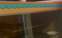 Python Snake reptiles for sale: Royal python snake and enclosure  - Image 4