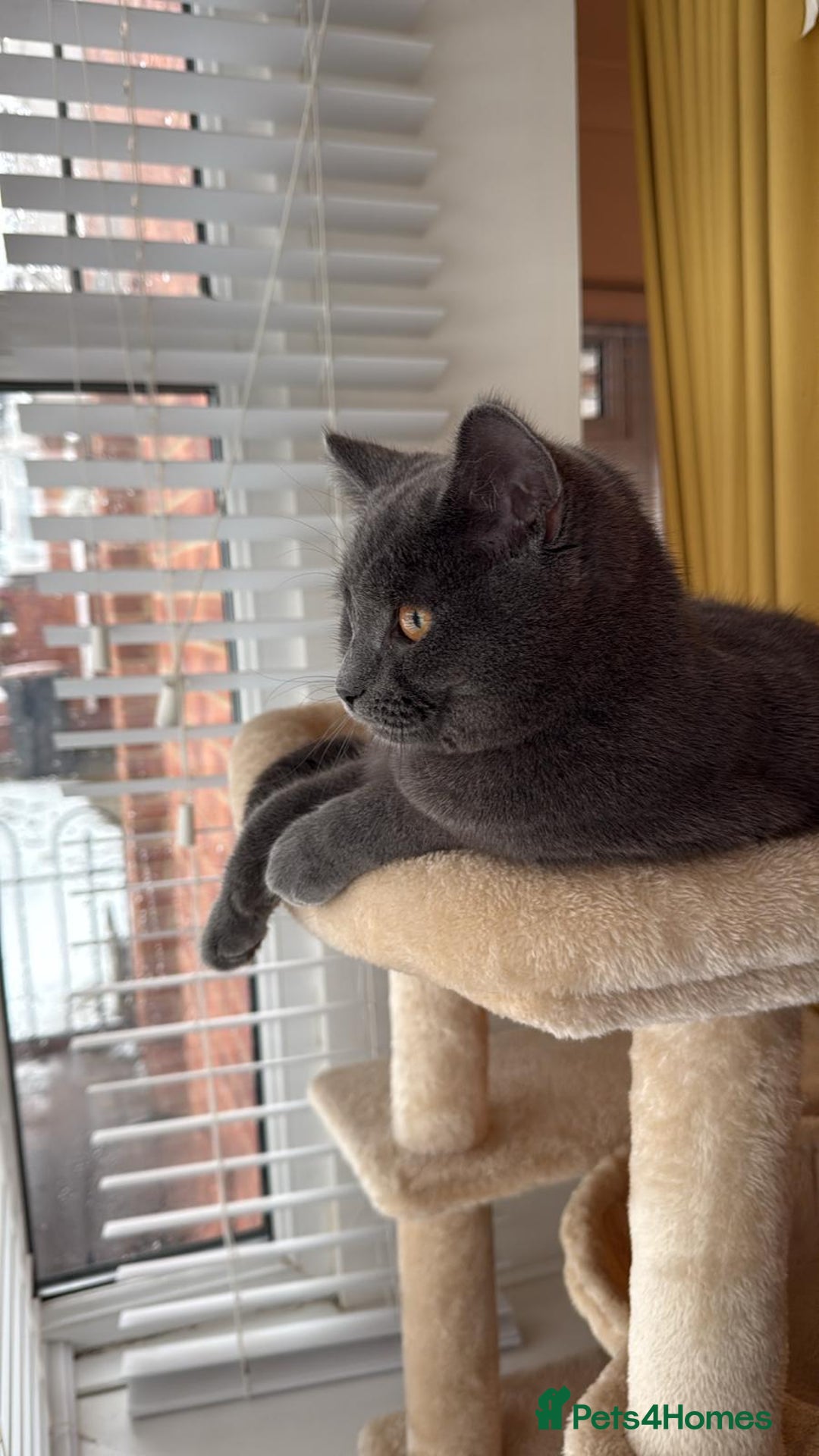 British Shorthair cats for sale: 6 month old British Short Hair  - Advert 5