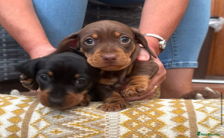 Miniature Dachshund dogs - Advert 9