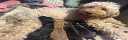 Mixed Breed dogs for sale: 4 Double Doodle Little Girls Available  - Advert 16