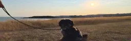 Cavapoo dogs for sale: Beautiful blue merle Cavapoo boy in Barry - Advert 2