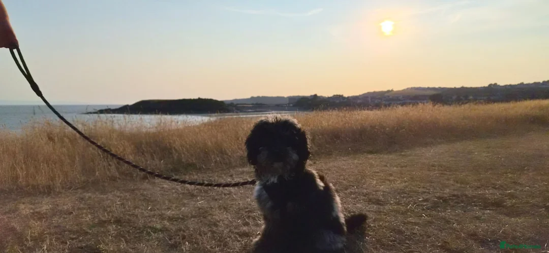 Cavapoo dogs for sale: Beautiful blue merle Cavapoo boy in Barry - Advert 2