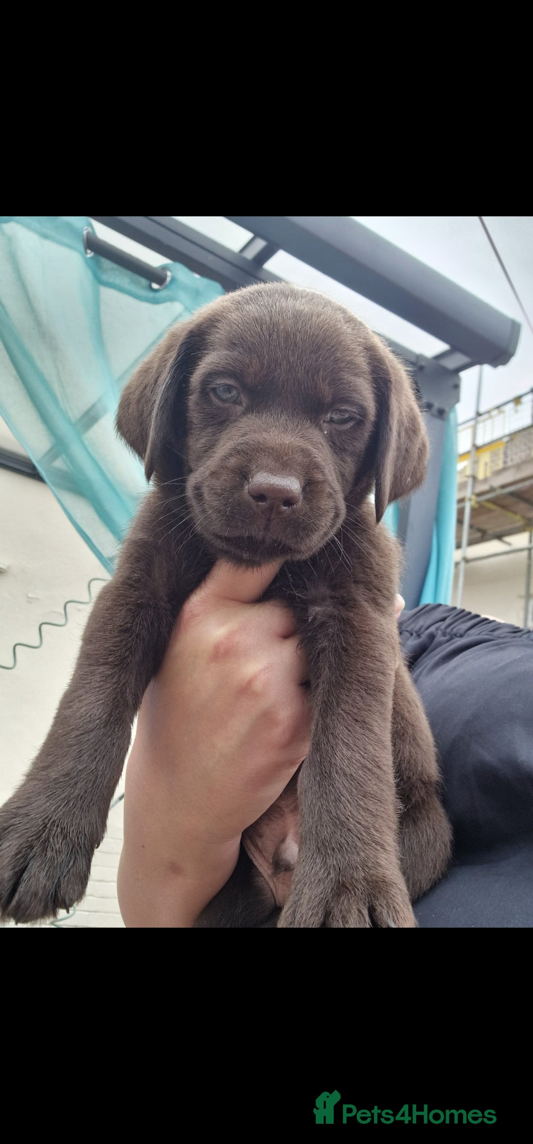 Labrador Retriever dogs for sale: KC REGISTERED CHOCOLATE LABRADOR  - Image 17