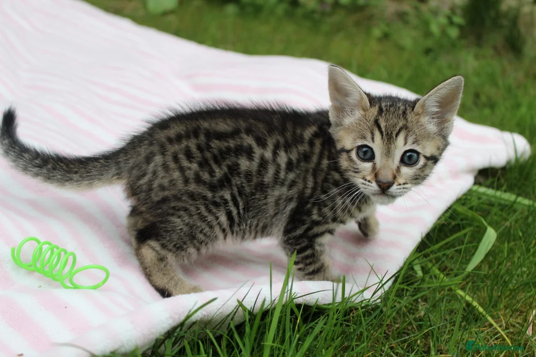 Savannah cats for sale: Highly Spotted F7 Savannah kittens - Advert 16