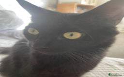 Bombay cats for sale: 3 kittens  - Image 3