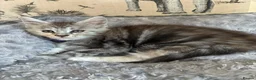 Maine Coon cats for sale: Maine coon kittens  - Advert 12