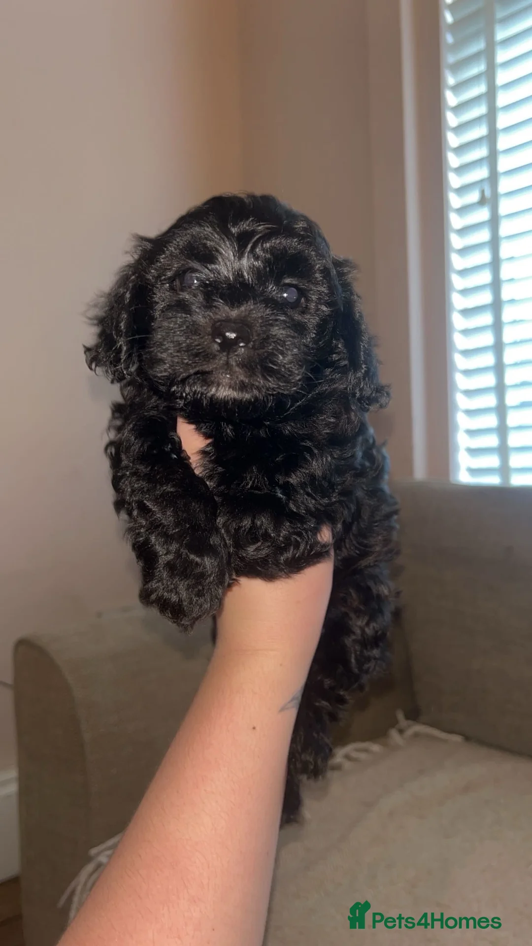 Maltipoo dogs for sale: Stunning Maltipoos 😍😍 - Advert 14