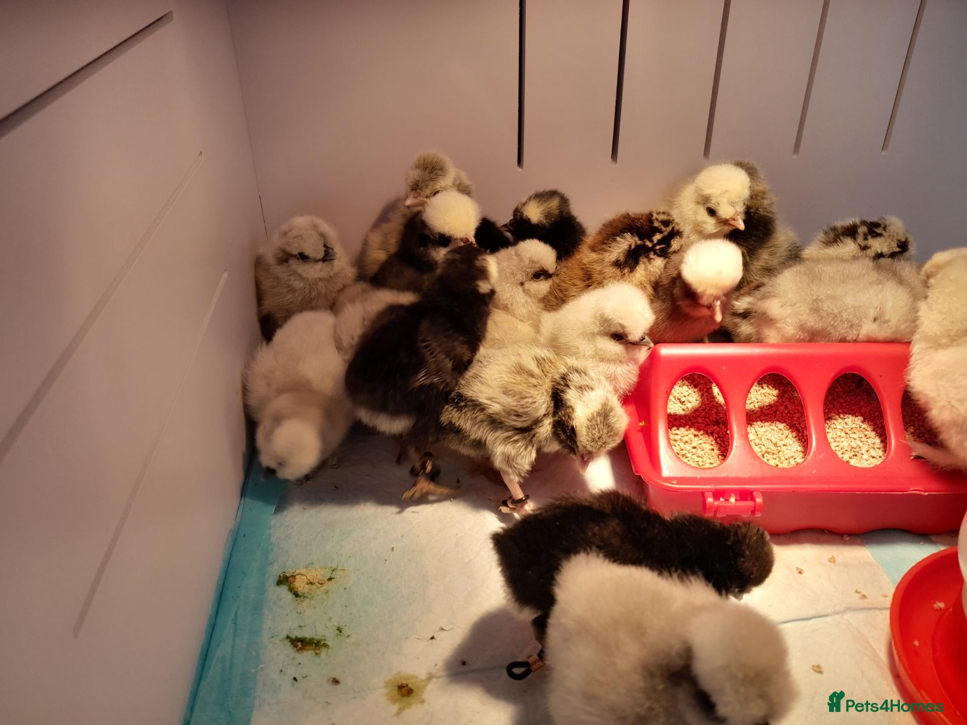 Chickens poultry Polish Bantam Chicks Available - Advert 1