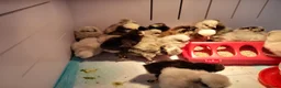 Chickens poultry for sale:  Silkie & Polish Bantam Chicks Available - Advert 4