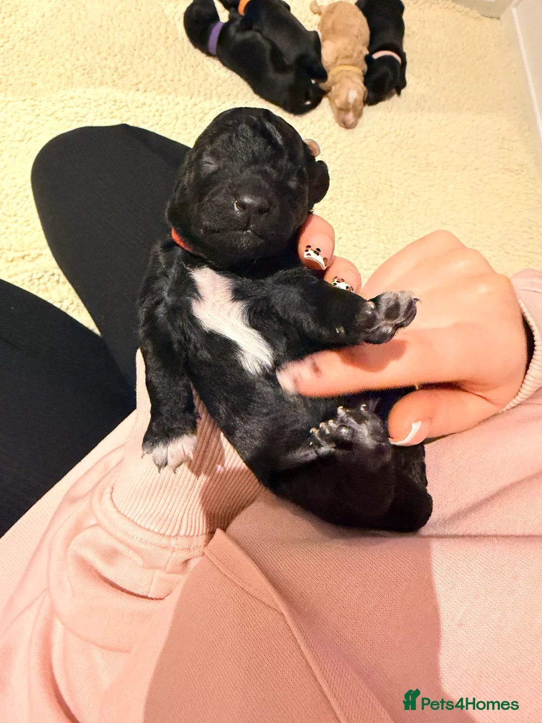 Mixed Breed dogs for sale: Loodlepoo Puppies  - Advert 17