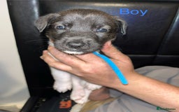 Mixed Breed dogs for sale: Akita x lurcher  - Image 7