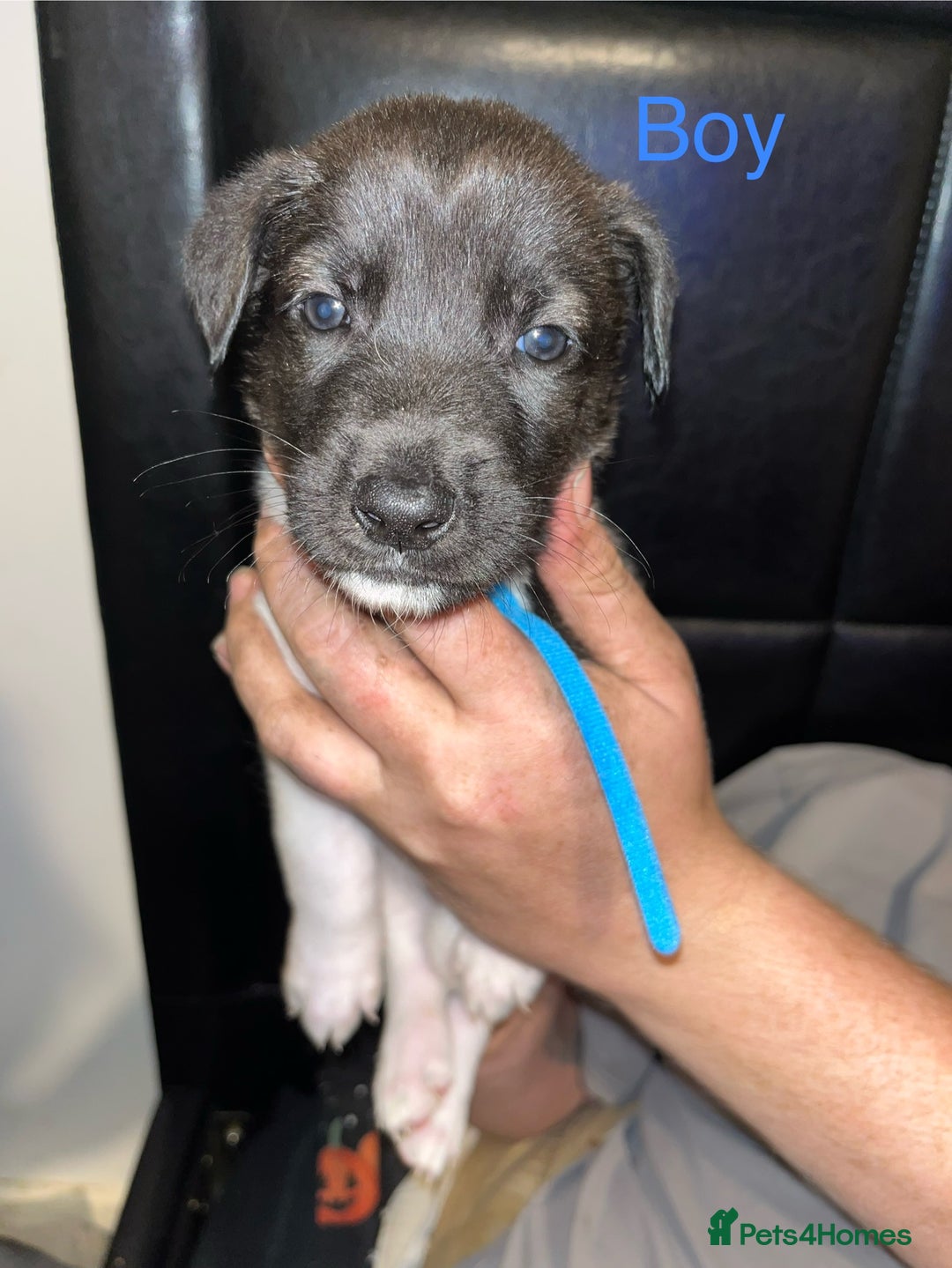 Mixed Breed dogs for sale: Akita x lurcher  - Image 7