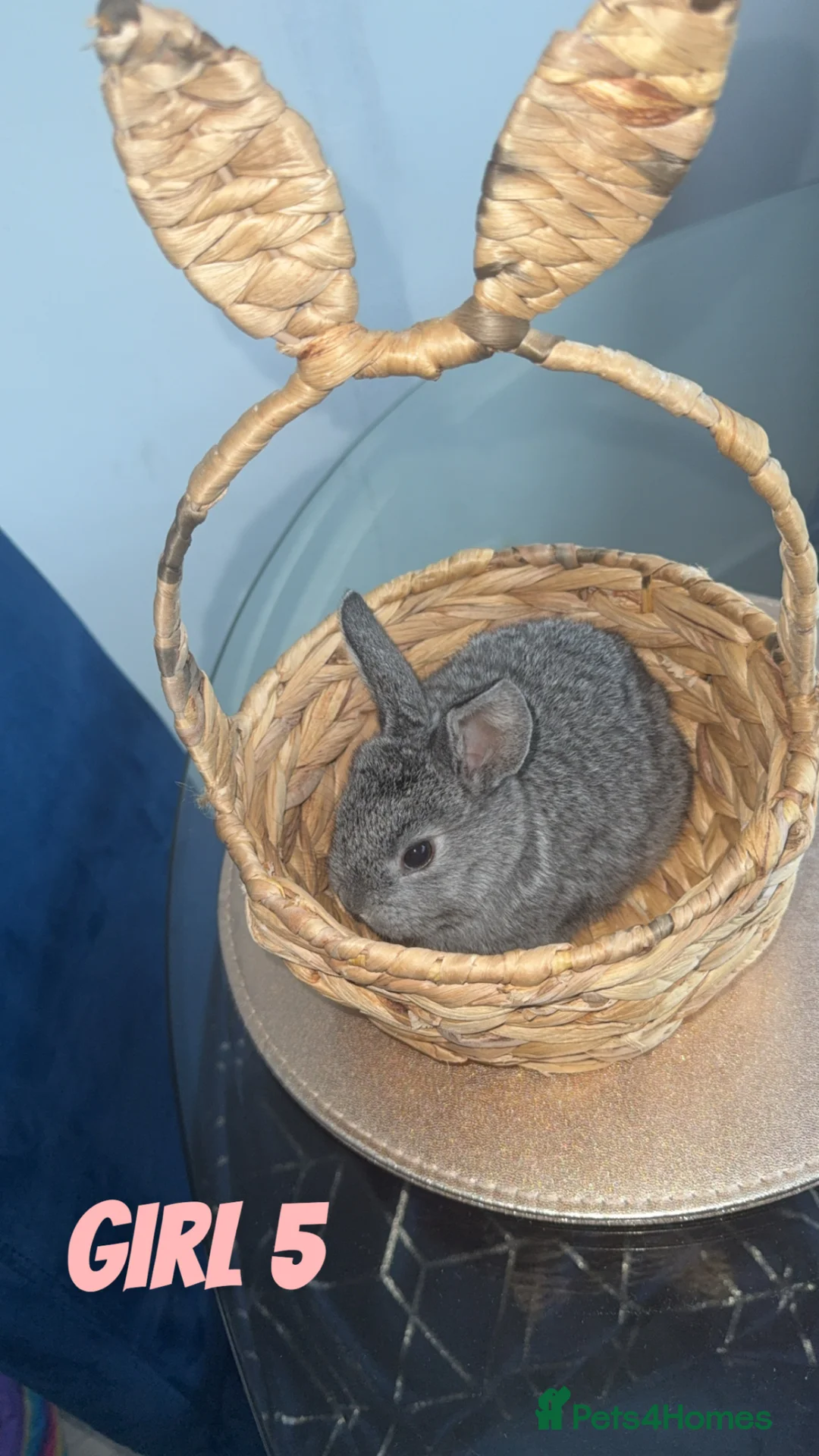 Mixed Breed rabbits for sale: 4 baby rabbits looking for thier forever home - Advert 12