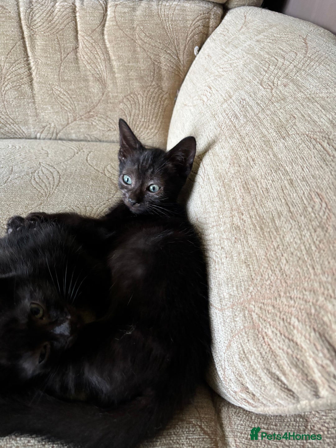 Domestic Shorthair cats for sale: 2 Beautiful Kittens Left!!! - Image 17