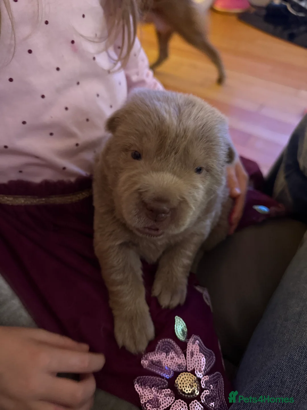 Shar Pei dogs for sale: Tan point bear and brush coat puppies - Advert 10