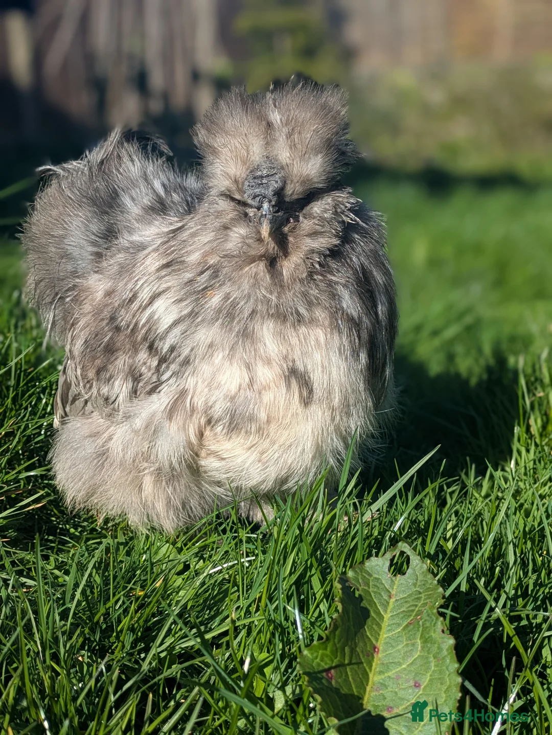 Chickens poultry for sale: Bantam silkie cockerel - Advert 2