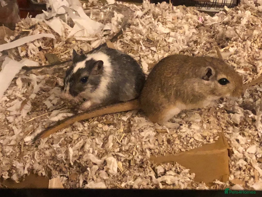 Gerbil rodents for sale: Two female gerbils in London - Advert 1