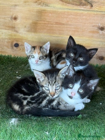 Maine Coon cats - Advert 2