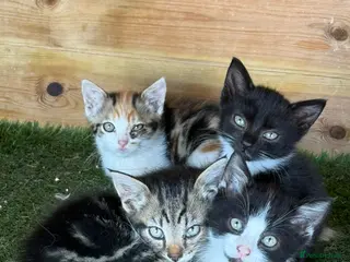 Maine Coon cats Beautiful half Maine coon kittens - Advert 16