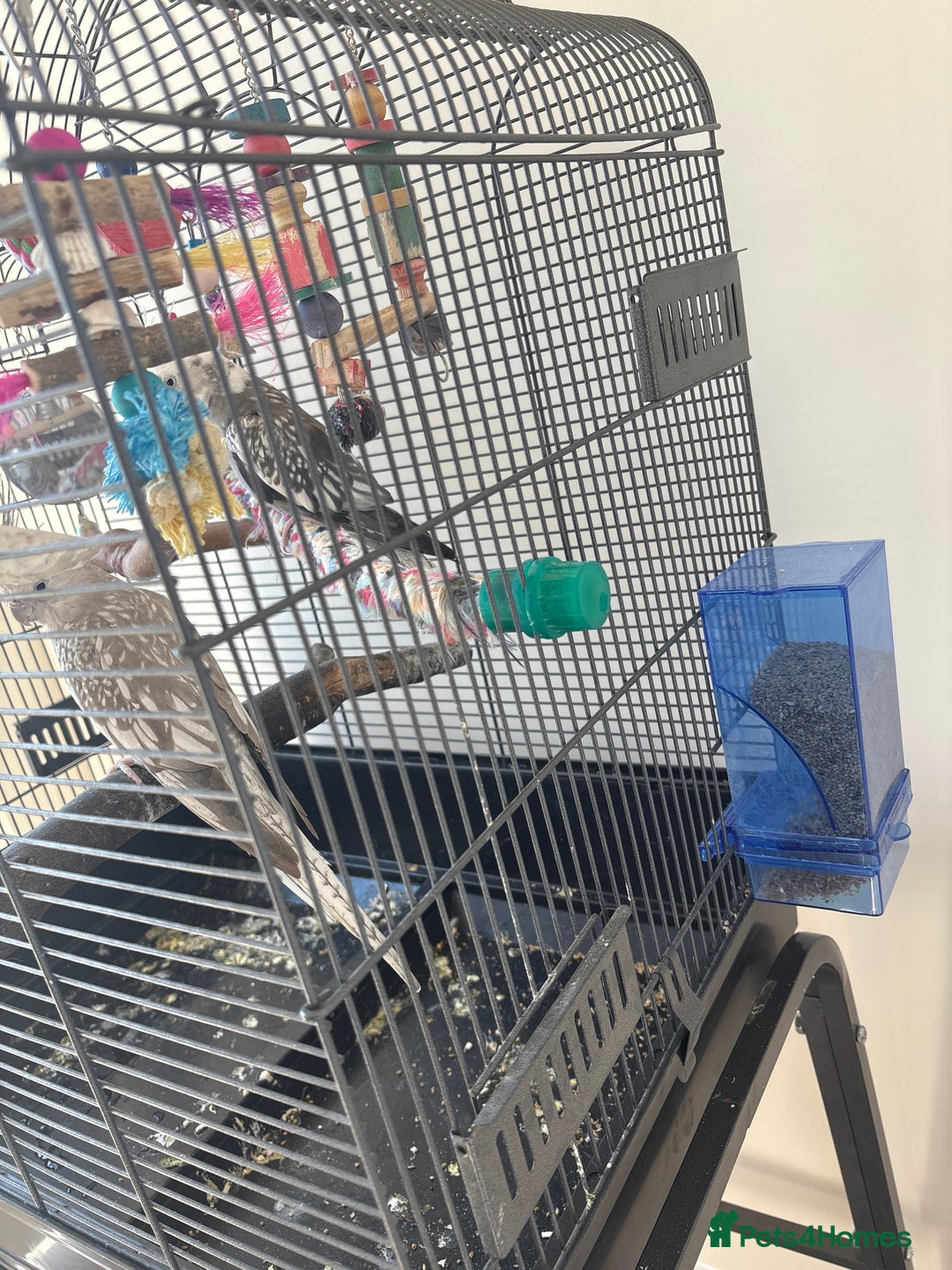 Cockatiels birds for sale: 2x cockatiels for sale and cage/toys - Image 6