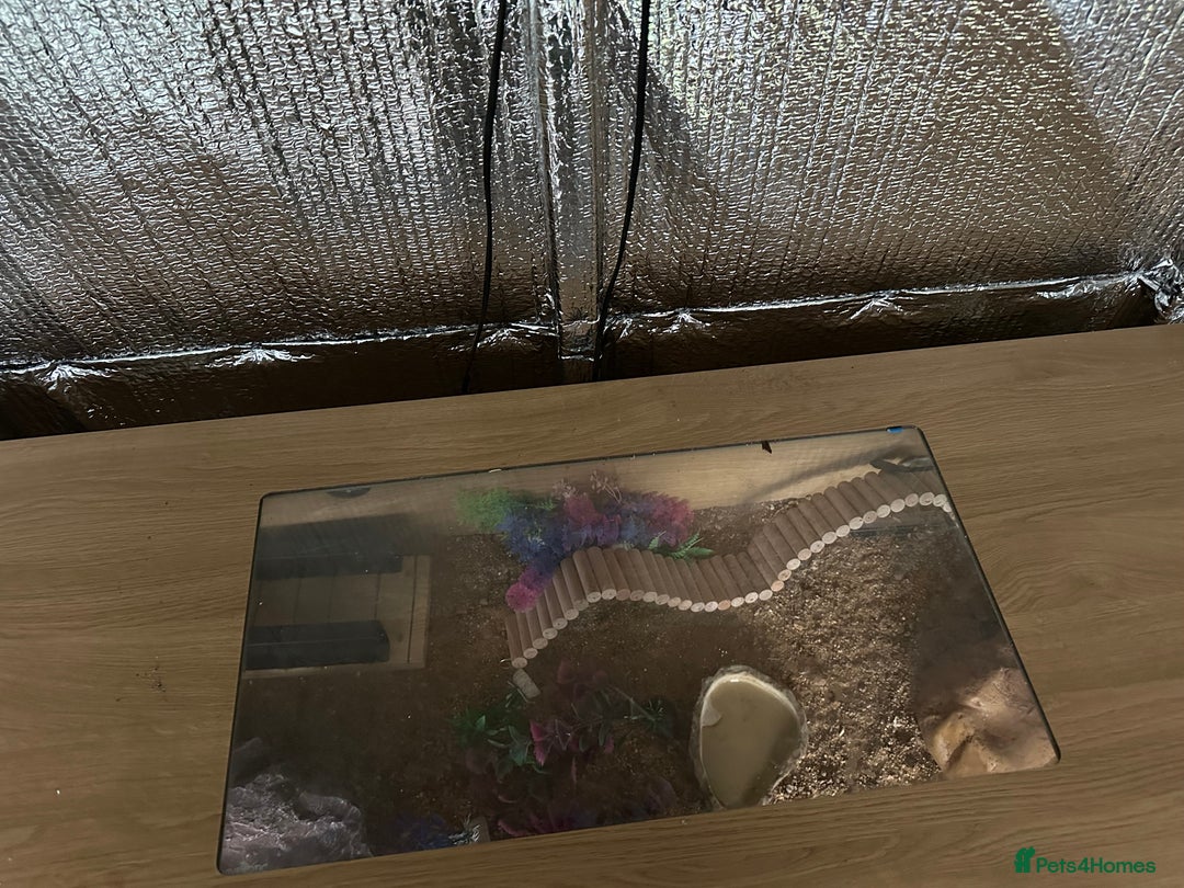 Leopard Gecko reptiles for sale: Beautiful, friendly leopard gecko and full set us - Advert 7