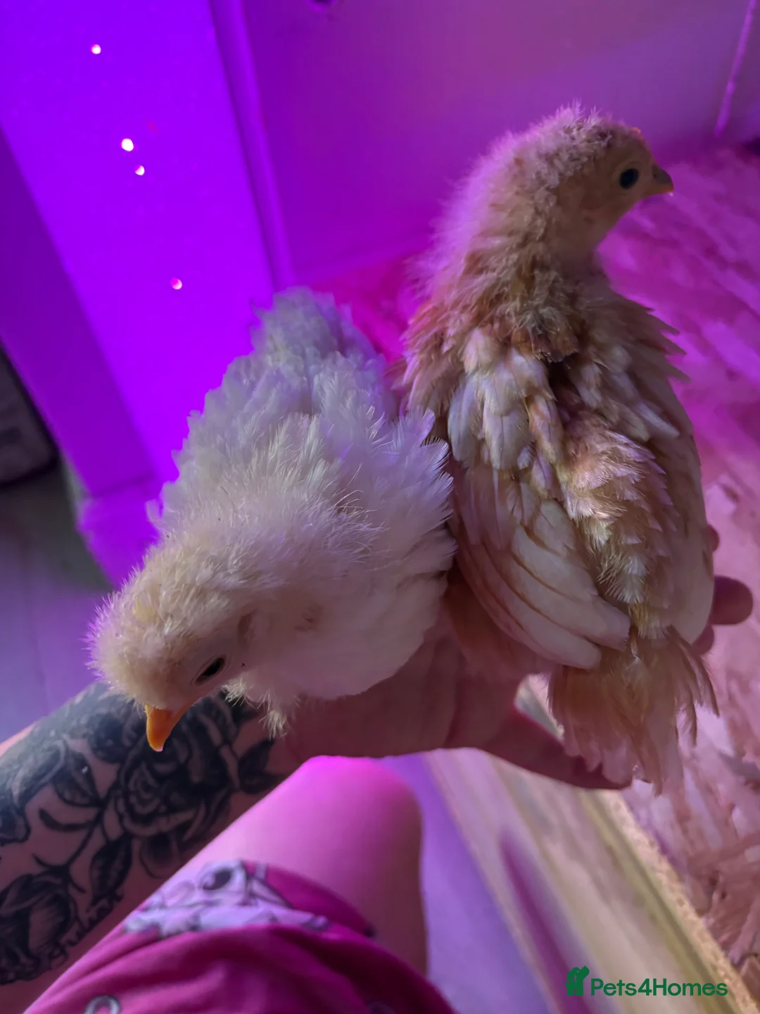 Chickens poultry for sale: Chicks  - Advert 2