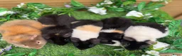 Guinea Pig rodents for sale: 5 baby male teddy guineapigs AVAILABLE  - Advert 2