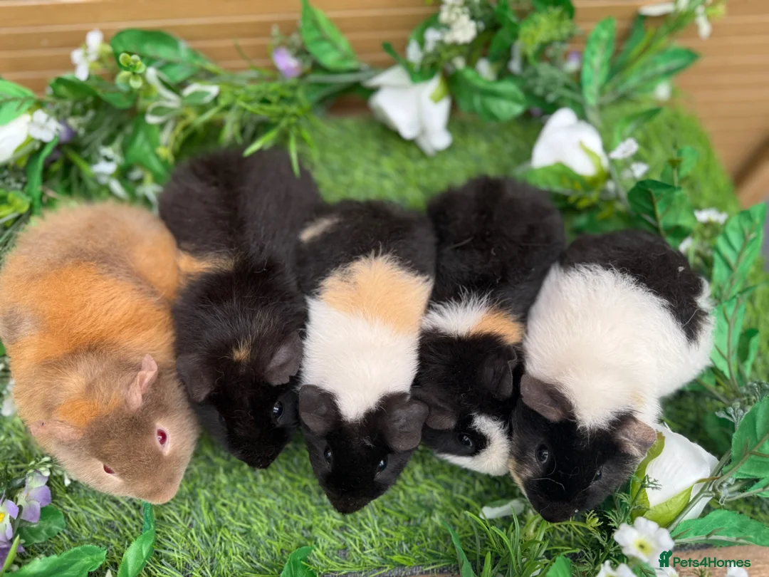 Guinea Pig rodents for sale: 5 baby male teddy guineapigs AVAILABLE  - Advert 2