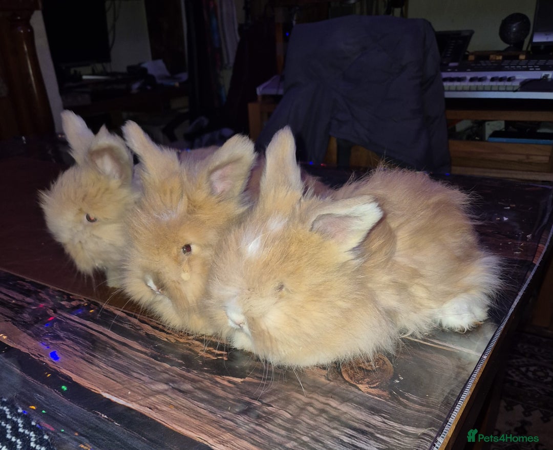 Angora rabbits for sale: Gorgeous Angora Rabbits, Pure Bred Full Faced. - Advert 18