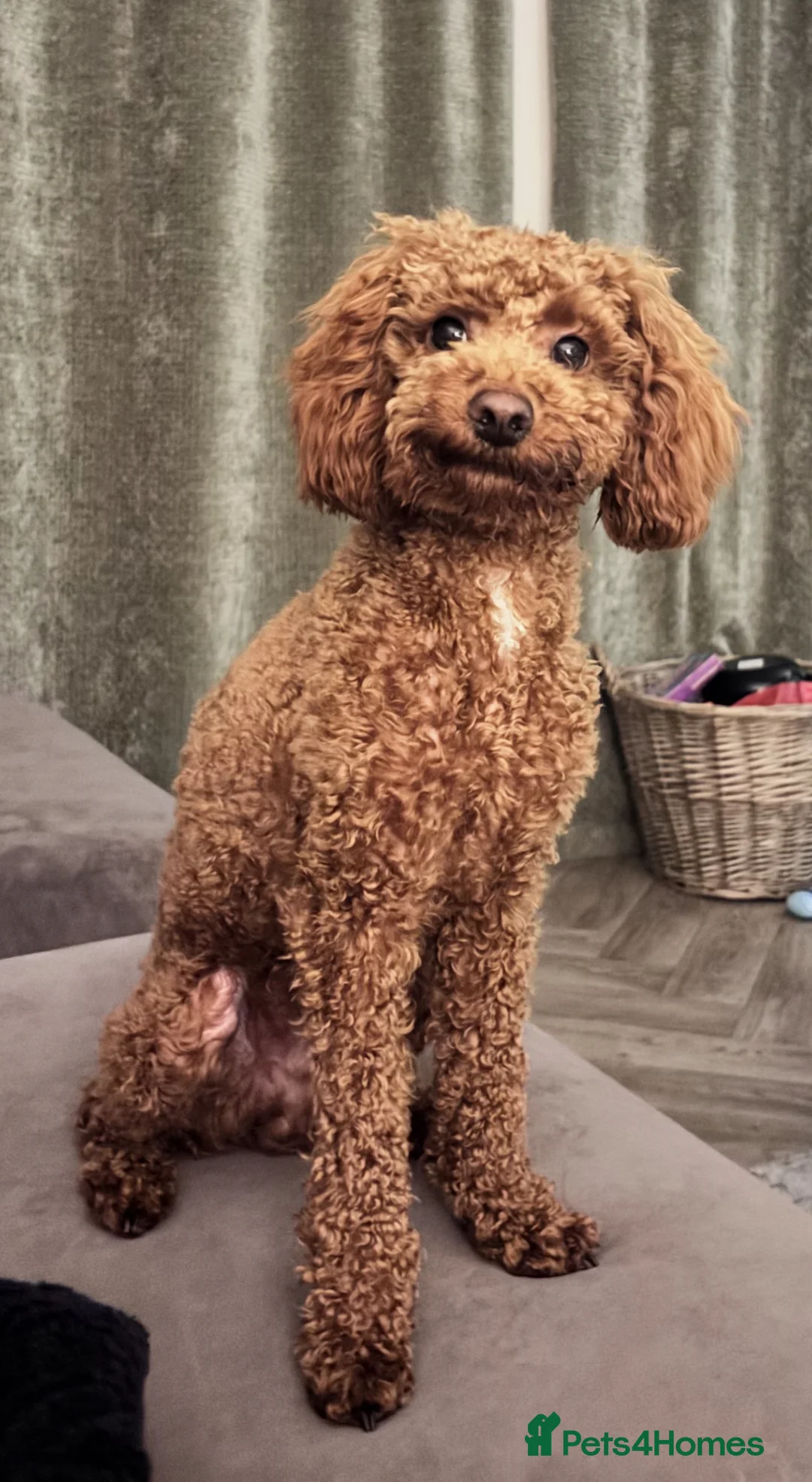 Miniature Poodle dogs for stud: **For Stud** in Matlock - Advert 2