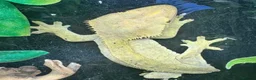 Leopard Gecko reptiles for sale: Available Rescue Looking for Their Forever Homes - Advert 11