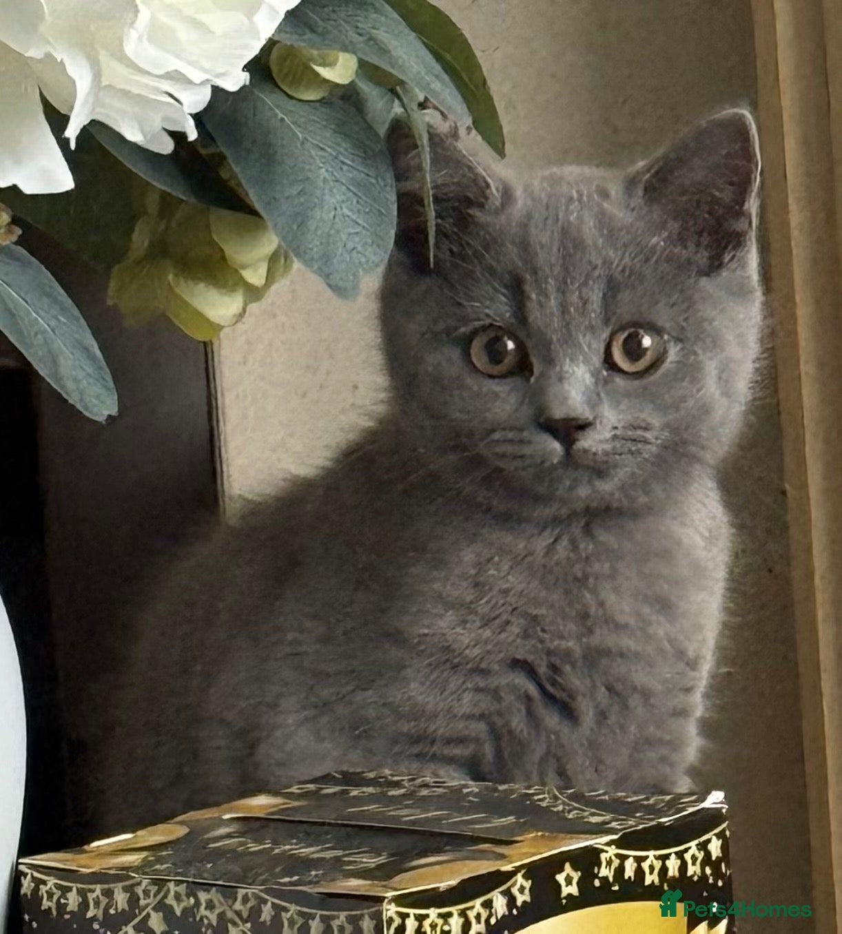 British Shorthair cats for sale: GCCF British shorthair boy “Ready now” - Advert 8